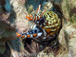 dragon eel by Jeremy Lantz 